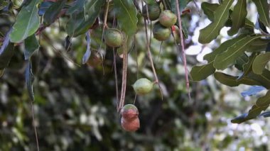Macadamia fındıkları, hiç bitmeyen yeşil ağaçlar, Brezilya 'daki Macadamia tarlaları.