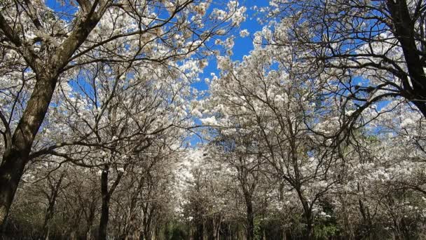 Floración Árboles Blancos Ipes Con Enfoque Selectivo Municipio Marilia — Vídeos de Stock