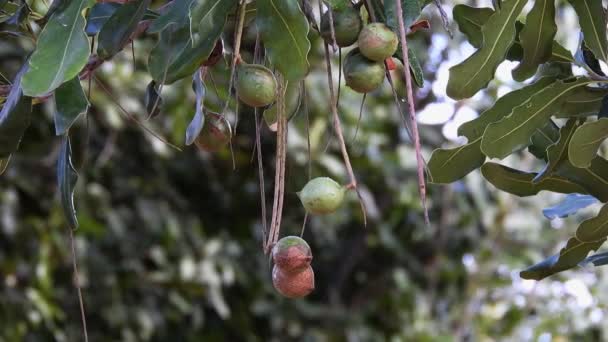 Βροχή Καρπούς Μακαντέμια Στο Αειθαλές Δέντρο Φυτεία Μακαντέμια Στη Βραζιλία — Αρχείο Βίντεο