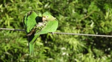 Siz Brezilyalı papağanlar Brezilya 'da yüksek voltajlı bir telin üstüne düştünüz.