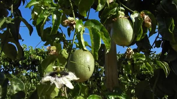 Farm Passion Fruits Harvesting Season Brazil — Stock Video