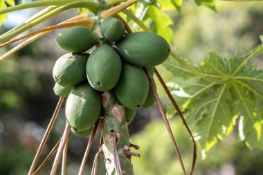 Brezilya 'daki yeşil papaya ağacının ayrıntıları