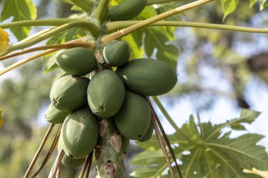 Brezilya 'daki yeşil papaya ağacının ayrıntıları