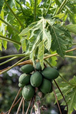 Brezilya 'daki yeşil papaya ağacının ayrıntıları
