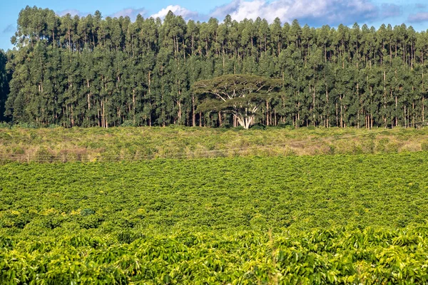 Piantagione Caffè Foreste Eucalipto Brasile — Foto Stock