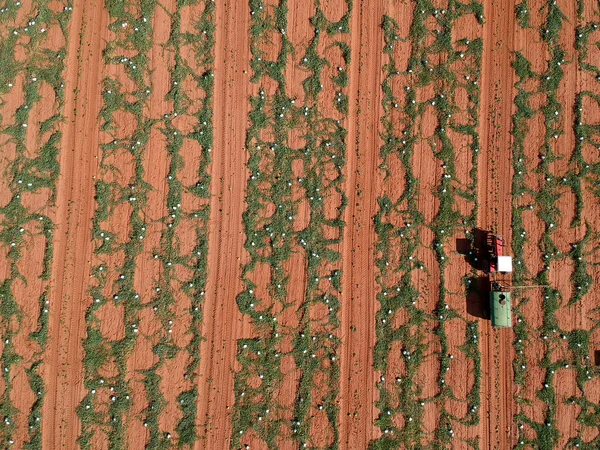 farmer with a spraying machine applies crop protection on a watermelon plantation in Brazil