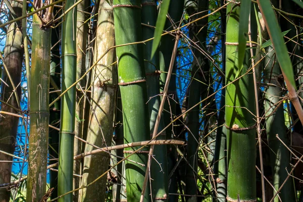 ブラジルにある竹林 — ストック写真