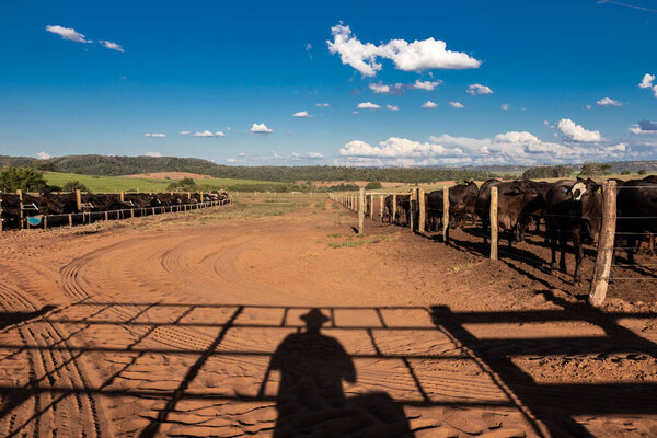 shadow of an aberdeen angus rancher and livestock in the background
