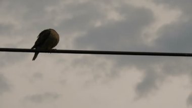 Elektrik hattında dinlenen bir kuş ve arka planda bulutlu bir gökyüzü. Rolinha adında bir kuş, Columbidae familyasından bir kuş.