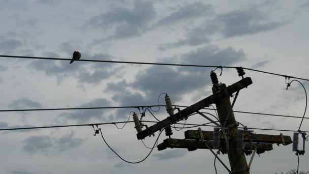 Pássaro Descansando Sobre Fio Linha Elétrica Céu Nebuloso Fundo Pássaro — Vídeo de Stock