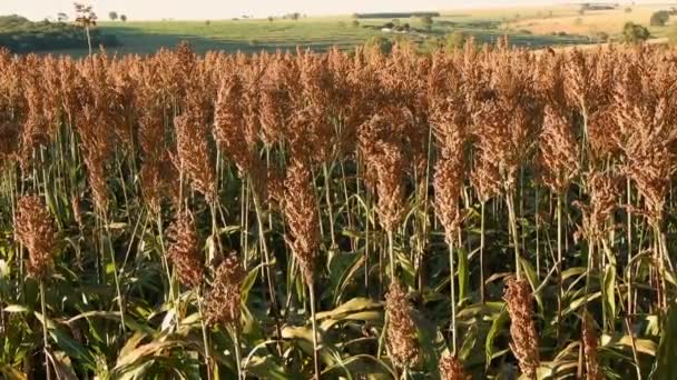 Campo Sorgo Vermelho Brasil — Vídeo de Stock