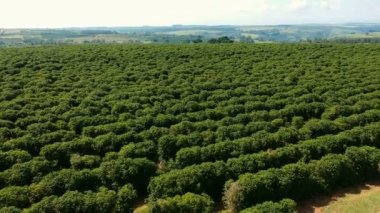 Brezilya 'daki yeşil kahve tarlasının havadan görünüşü