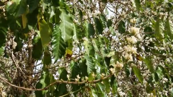 Kwiat Drzewa Kawowego Białymi Kwiatami Wybiórczym Ukierunkowaniem Brazylii — Wideo stockowe