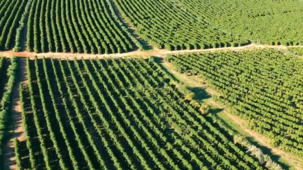 Vista Aerea Del Campo Caffè Verde Brasile — Video Stock