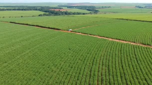 Zöld Cukornád Mező Sao Paulo Államban Brazília — Stock videók