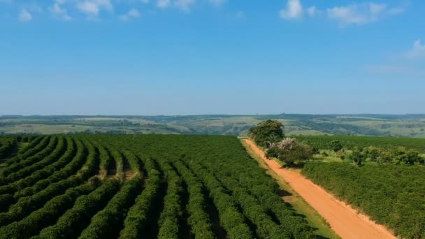 ブラジルの緑のコーヒー畑の空中ビュー — ストック動画