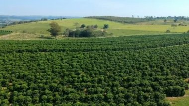 Brezilya 'daki yeşil kahve tarlasının havadan görünüşü