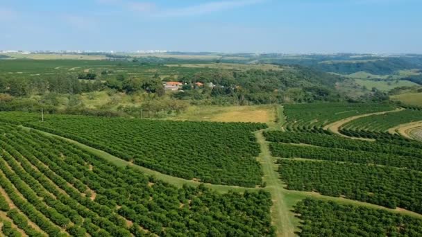 Vista Aérea Del Campo Café Verde Brasil — Vídeos de Stock