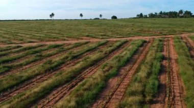 Damlama sisteminde sulanan kahve fidanlarının havadan görünüşü