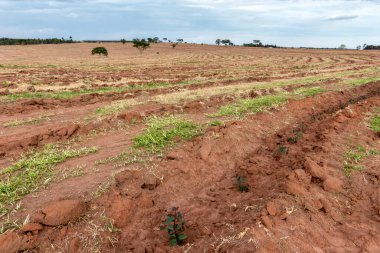 Okaliptüslü tarla Brezilya 'da fideleri ekti