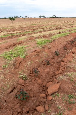 Okaliptüslü tarla Brezilya 'da fideleri ekti