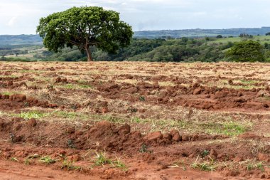 Okaliptüslü tarla Brezilya 'da fideleri ekti