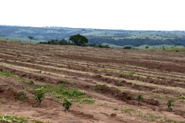 Okaliptüslü tarla Brezilya 'da fideleri ekti