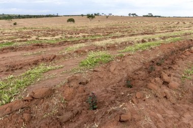 Okaliptüslü tarla Brezilya 'da fideleri ekti