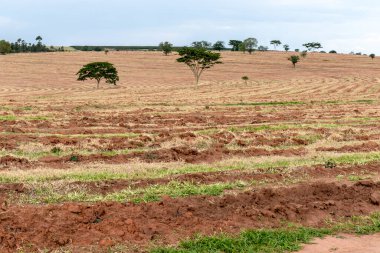 Okaliptüslü tarla Brezilya 'da fideleri ekti