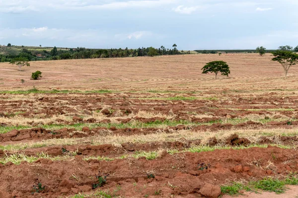Okaliptüslü tarla Brezilya 'da fideleri ekti