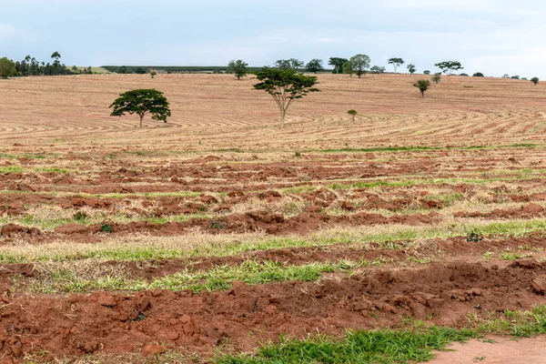 Okaliptüslü tarla Brezilya 'da fideleri ekti