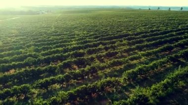 Brezilya 'daki yeşil kahve tarlasının havadan görünüşü