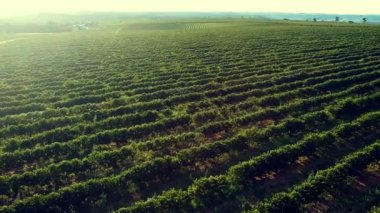 Brezilya 'daki yeşil kahve tarlasının havadan görünüşü