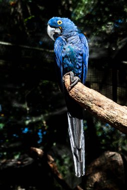 Brezilya 'da bir dala tüneyen Mavi Macaw (Anodorhynchus hyacinthinus)
