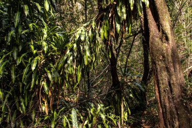 Brezilya 'daki Atlantik yağmur ormanlarının detayları