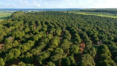 Brezilya 'daki yeşil kahve tarlasının havadan görünüşü
