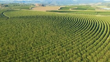 Brezilya 'daki yeşil kahve tarlasının havadan görünüşü