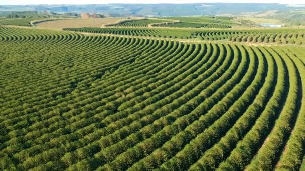 Luchtfoto Van Groene Koffieveld Brazilië — Stockvideo