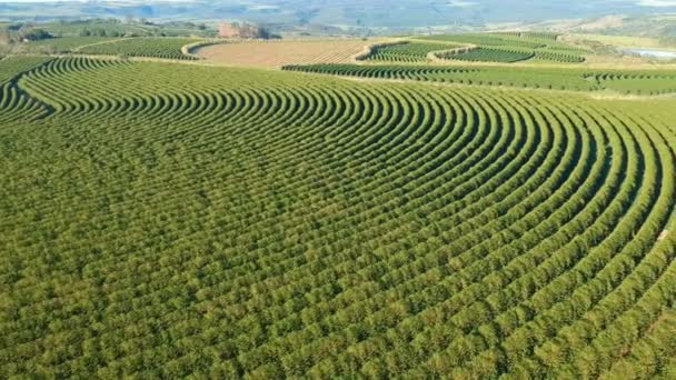 ブラジルの緑のコーヒー畑の空中ビュー — ストック動画