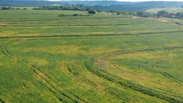 Vue Aérienne Champ Soja Vert Brésil — Video