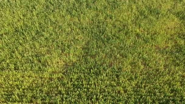 Vista Aérea Campo Milho Brasil — Vídeo de Stock