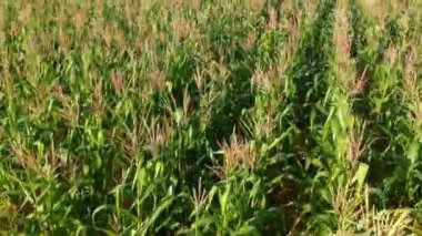 Brezilya 'daki mısır tarlasının havadan görünüşü