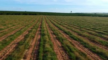 Damlama sisteminde sulanan kahve fidanlarının havadan görünüşü