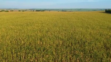 Brezilya 'daki yeşil mısır tarlasının havadan görünüşü