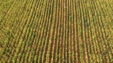 Brezilya 'daki yeşil mısır tarlasının havadan görünüşü