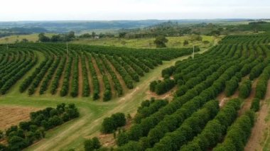 Brezilya 'daki yeşil kahve tarlasının havadan görünüşü