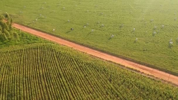 Luftaufnahme Einer Landstraße Mit Eukalyptuswald Maisfeld Und Rindern Auf Einer — Stockvideo