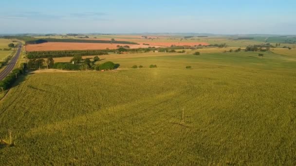 Légi Kilátás Zöld Kukorica Mező Brazíliában — Stock videók