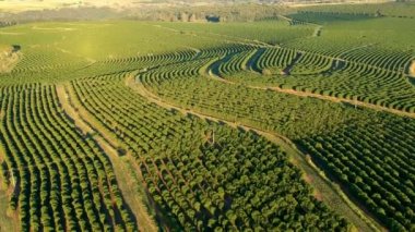 Brezilya 'daki yeşil kahve tarlasının havadan görünüşü