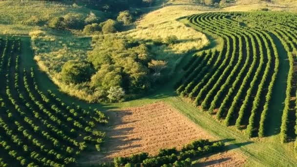 Aerial View Green Coffee Field Brazil — Stock Video
